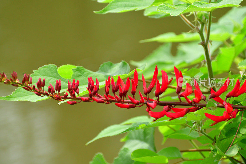 珊瑚树花/ Erythrina x Bidwillii